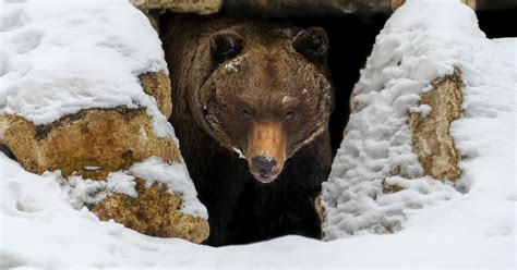 hibernation .